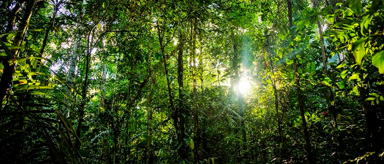 Fundo-mata RIR Brasil Belo Horizonte MG I A Voz do Manejo Agroflorestal