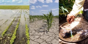 agricultura-el-nino-agua-1024x512.jpeg-300x150 RIR Brasil Goiânia GO I A Voz do Manejo Agroflorestal
