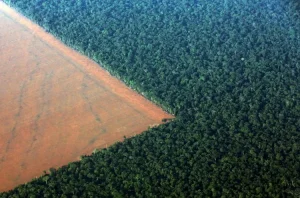 2021-07-09T155923Z_1_LYNXNPEH680YK_RTROPTP_4_BRAZIL-SOYBEANS-e1702492771322-300x198 RIR Brasil Goiânia GO I A Voz do Manejo Agroflorestal
