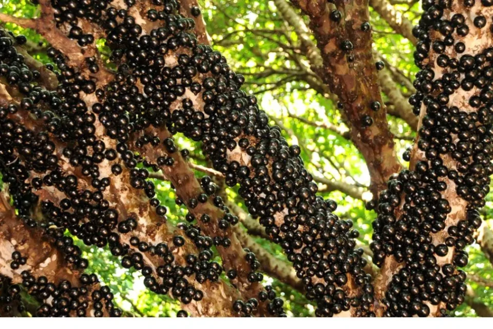 design-sem-nome-8-960x640-2 ÉPOCA DE JABUTICABA : HIDROLANDIA RECEBERÁ 100 MIL VISTANTES NA TEMPORADA DA JABUTICABA
